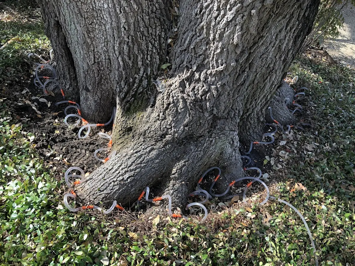 Detailed Tree Cabling and Bracing job site in Little Suamico